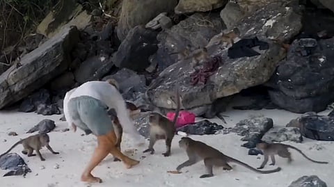 MONKEY BUSINESS: Man versus 12 primates in beach punch up