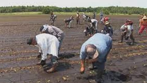 Temporary foreign workers field 
