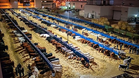 OPERATION M-OO-VE: Alberta livestock producers begin evacuation of farm animals as fires rage
