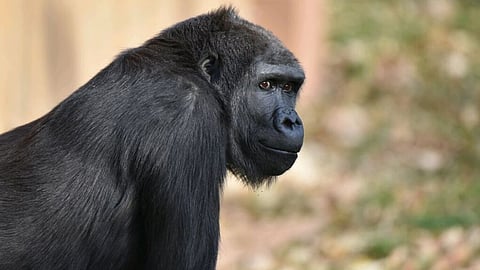Calgary Zoo announces pregnancy of gorilla Yewande
