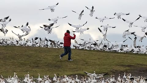 NOT GOOD FOR THE GOOSE: Score of birds mowed down on BC roadway