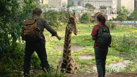 REEL LIFE: Last of Us scene featured live giraffe from Calgary Zoo