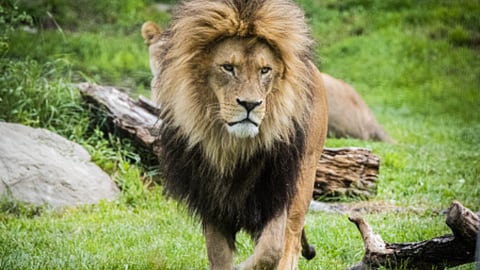 Calgary Zoo lion dies from health complications