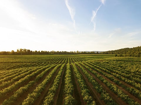 New 5-year agricultural deal reached between federal government and provinces