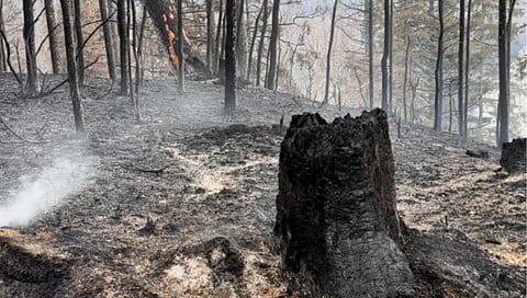 Parkland County says some wildfires appear to be intentionally caused, residents return home