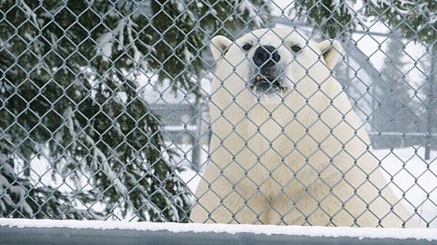 Calgary Zoo welcomes two polar bears from Winnipeg Zoo