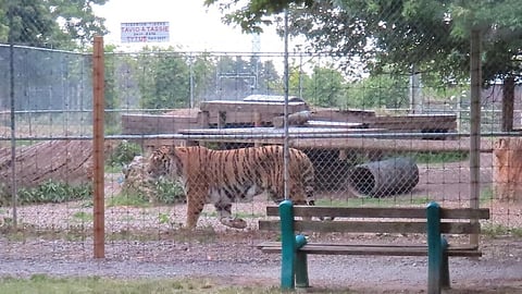 ONTARIO’S A ZOO: Province ranked last for wild animal captivity protection