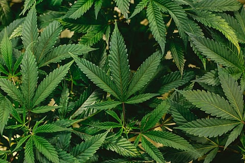 CHOKED: Canada’s weed producers set to take a Q4 hit