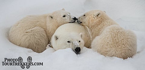 Polar bears set to roar again at Calgary Zoo with massive expansion