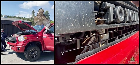 WATCH: Clinton RCMP save massive hawk