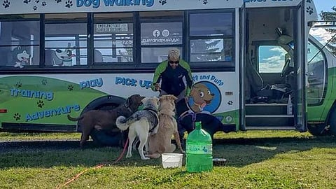 Calgary dog care business takes pets to dog park on bus