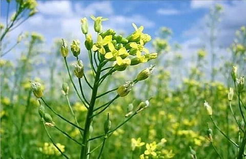 Canola growers complain EV trade war pits East vs West, again