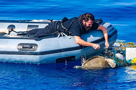 Tangled turtle turned loose by HMCS Calgary crew