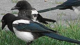 THOMAS: Calgary council’s latest bird-brained idea