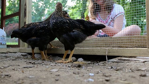 CLUCKING RIGHTS: Calgary restarts urban hen licensing program