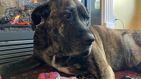 FUREVER HOME-WARD BOUND: Calgary dog stuck at animal shelter for more than a year finally adopted