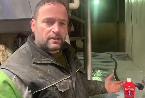 WATCH: Ontario dairy farmer decries fresh milk dumping to keep prices high