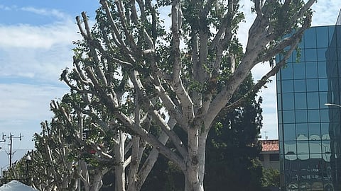 THROWING SHADE: Universal Pictures trims trees in area where striking writers gathered