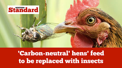 'Carbon-neutral' hens' feed to be replaced with insects