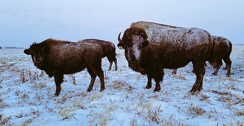 US senators propose ‘Truth in Buffalo Labelling Act’ to prevent meat fraud