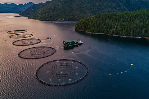 BC salmon farms get reprieve on stocking ban