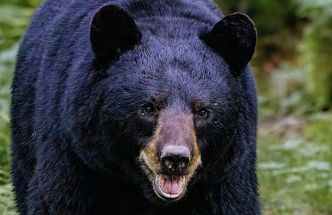 Father sues Greater Vancouver Zoo after toddler's arm allegedly mauled by bears