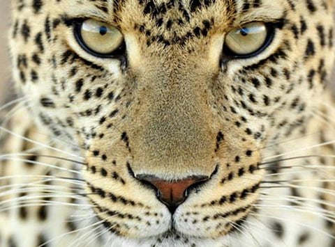 G7 health ministers hold wargame depicting global 'Leopard Pox' pandemic