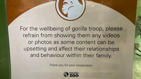 GOING APE!: Toronto Zoo urges people to limit screen time for gorillas