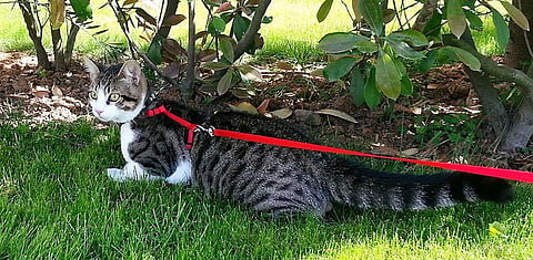 SLOBODIAN: Feds blow $100,000 to research who owns cats, dogs, rodents
