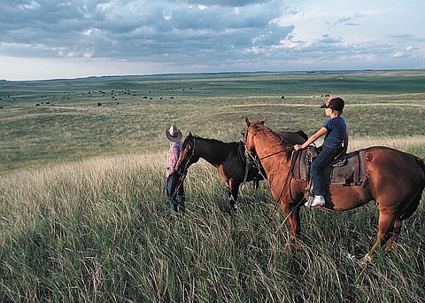 MAKICHUK AND THOMAS:  Calgary getting ready to buck the cowboy?