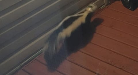 Anonymous skunk, location undisclosed.