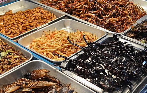 WS POLL: Would you eat an insect meal?