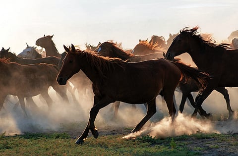 MUSTANG SALLY: Alberta adopts feral horse management strategy