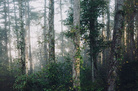 Trudeau’s ‘two billion trees’ plan to miss target, exceed budget by 88%