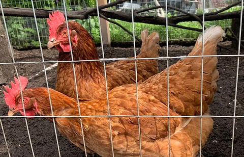 EXCLUSIVE: Chicken and egg producers urge calm in the face of bird flu spread
