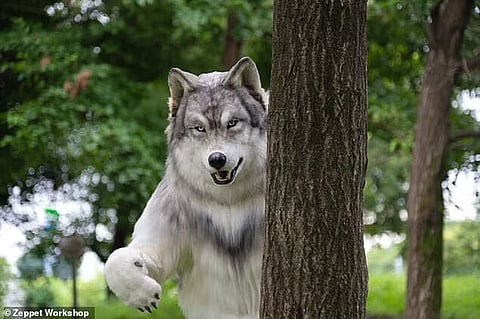 LONE WOLF: Japanese man spends $29,000 on wolf outfit to fulfil dream