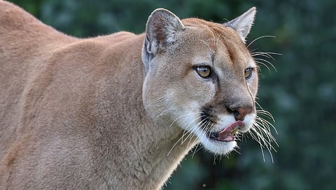 WARNING: Cougar sightings near popular camp west of Calgary