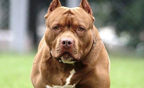 Judge orders BC dog to be destroyed following attacks