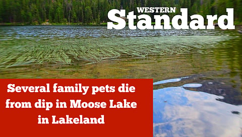 Several family pets die after swimming in Moose Lake in Lakeland