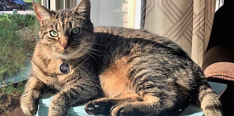 Finn the Cat