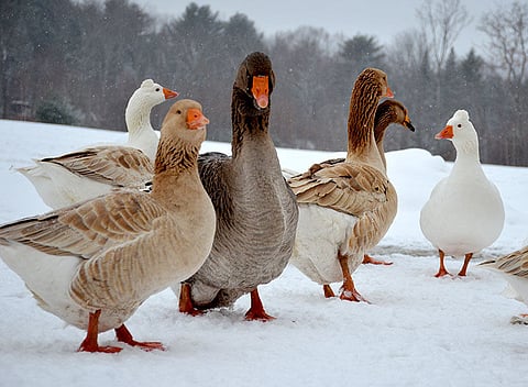 GOOD FOR THE GOOSE: Canadian government allocates funding towards farm