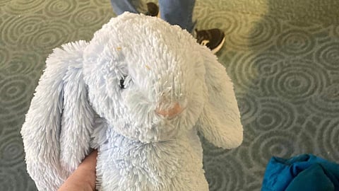 Stuffed bunny lost in Vancouver to be reunited with owner