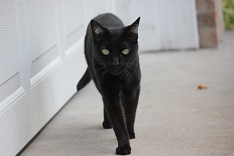 Calgary Humane Society cuts black cats and kittens adoption fee