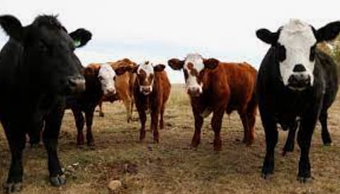 MOOVING ALONG: Scottish company invents new AI semen analyzer for cows