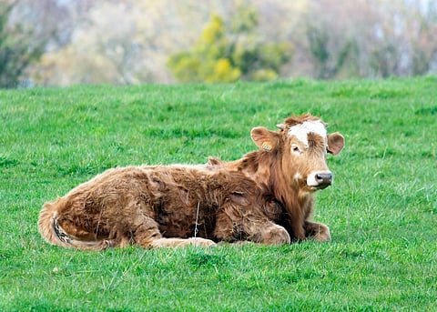 HOLY COW: StatsCan says Alberta has more cattle than people