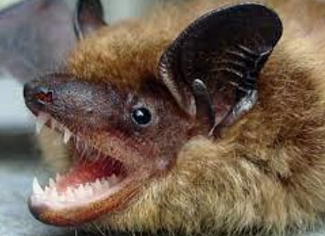 HAUNTED HOUSE: BC judge rules bats neither pests nor rodents