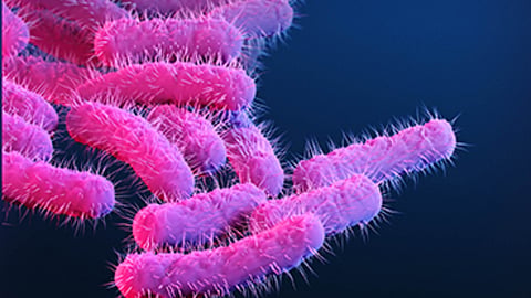 AHS declares Shigella outbreak in Edmonton Zone over
