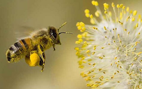UN-BEE-LIEVABLE: Thieves buzz off with Vancouver church’s urban apiary