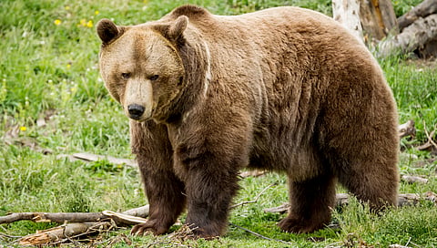Resident grizzly bears have been spotted on Vancouver Island for the first time since the Ice Age