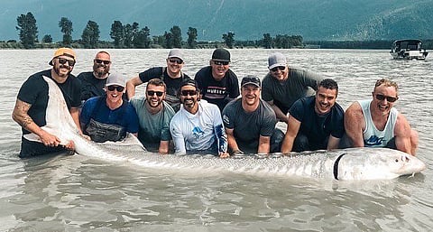 Behemoth sturgeon caught in Fraser River